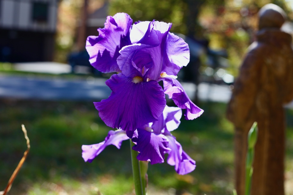 My neighbor's Iris in Fall bloom 2023.