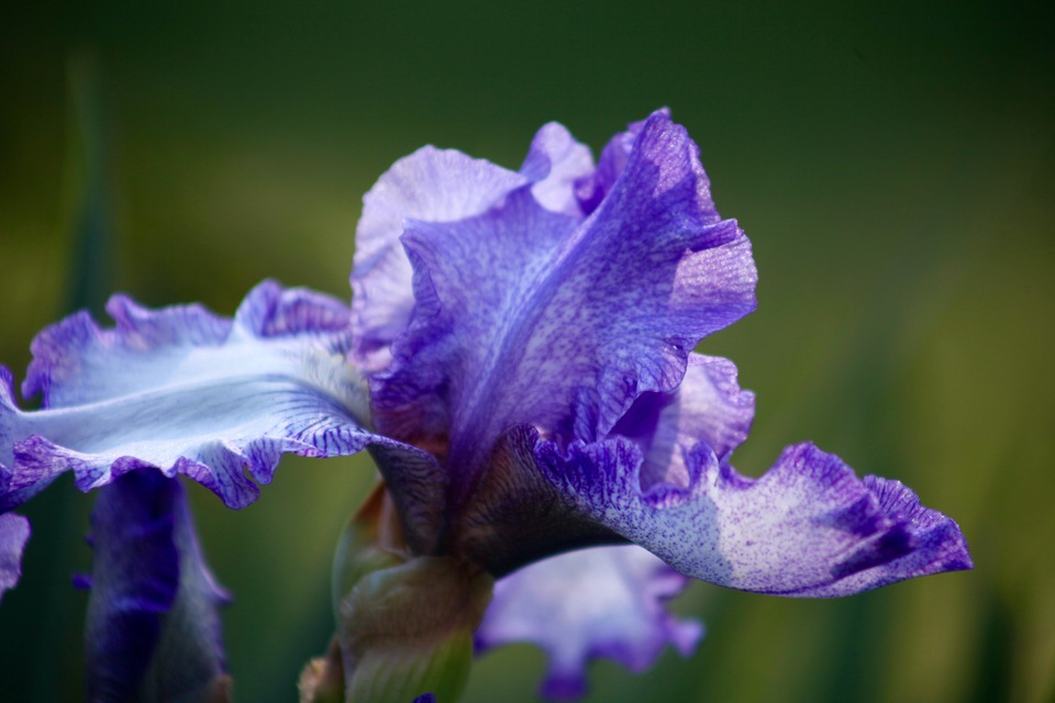 My own Iris plant in fall bloom 2023.
