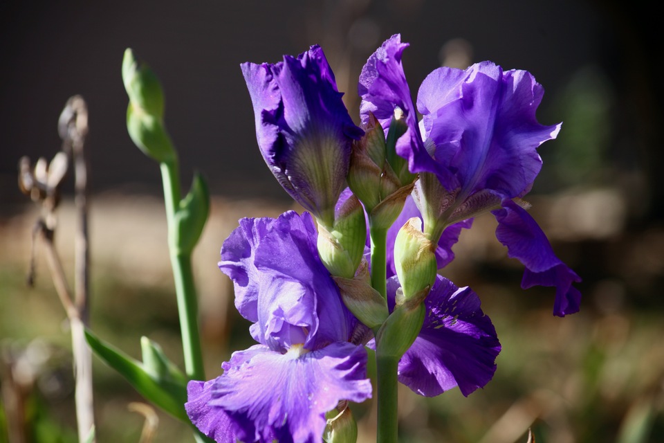 My neighbor's Iris in Fall bloom 2023.