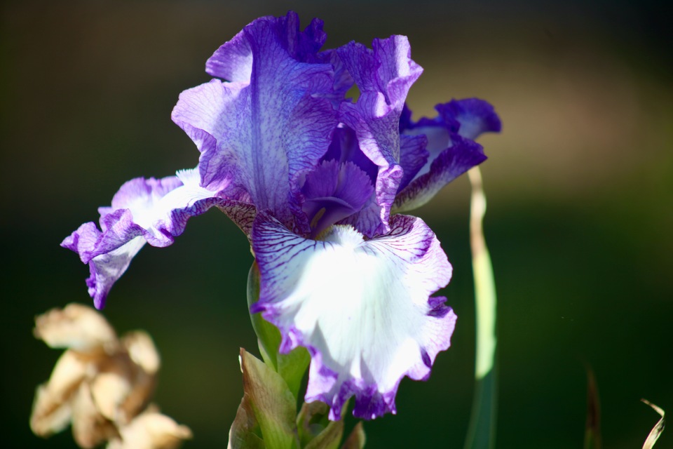 My own Iris plant in fall bloom 2023.