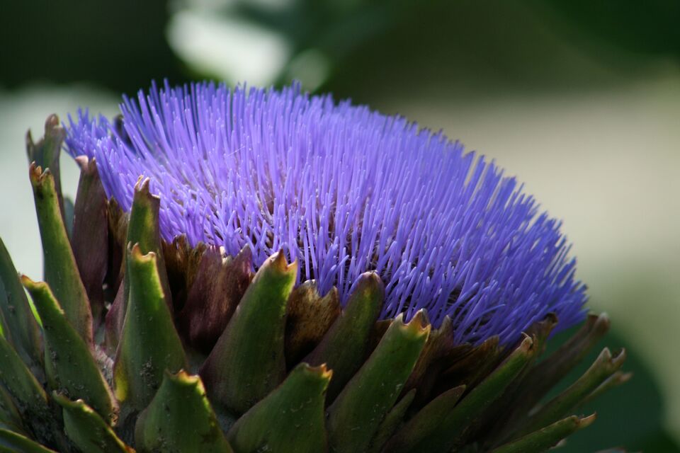 Flower in Retiro park, Madrid, Spain